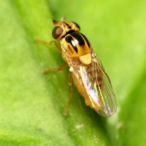 Pest advice for controlling Yellow Swarming Fly